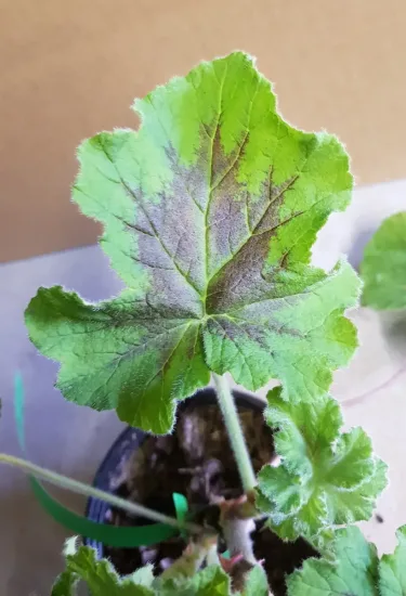 Géranium au parfum de menthe chocolat 'Chocolate' (Pelargonium tomentosum)
