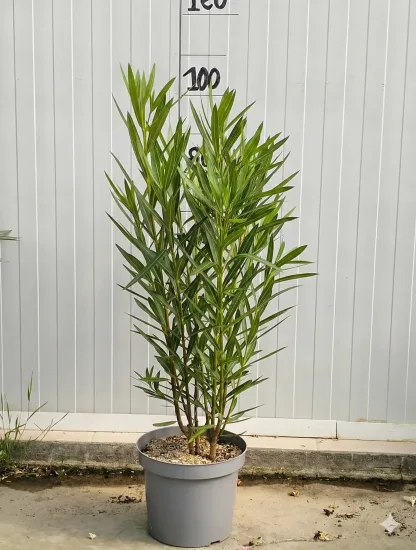 Laurier rose 'Tito Poggi' — Pot 7L