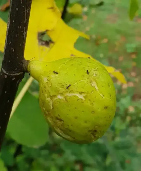 Figuier 'Lusignan' (Ficus carica)