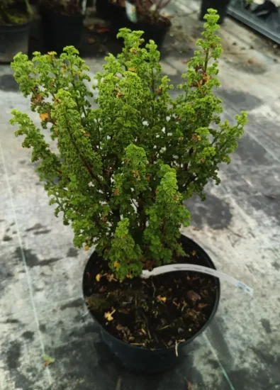 Géranium au parfum d'agrume 'Minor' (Pelargonium crispum) — Pot 3L