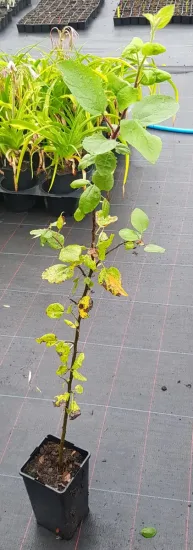 Pommier d'ornement (Malus communis) — jeune plant ramifié aux feuilles vertes clairsemées · Pot 2L