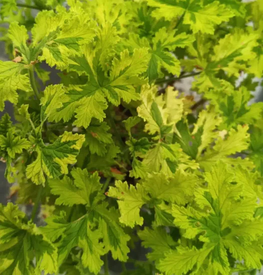 Géranium au parfum d’agrume 'Charity' (Pelargonium)