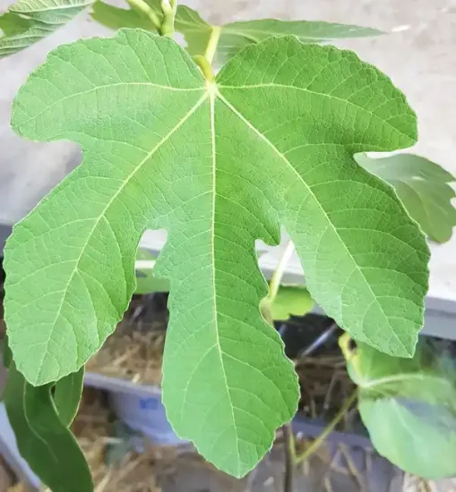 Figuier 'Castle kennedy' (Ficus carica)
