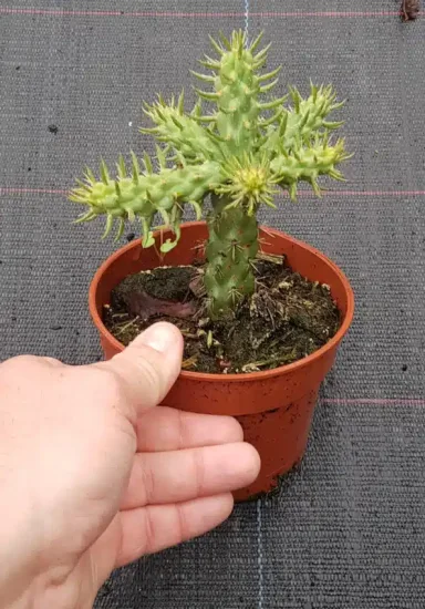 Cactée (Cylindropuntia spinosior) — petit cactus épineux en pot plastique brun, main · Pot 0.5L