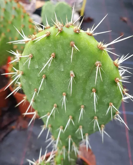 Oponce du littoral (Opuntia littoralis)