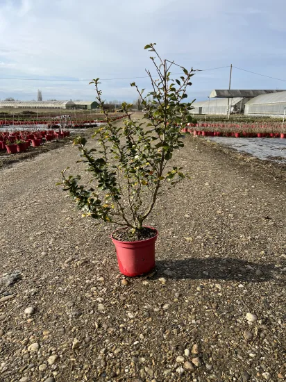 Escallonia blanc — Pot 4L