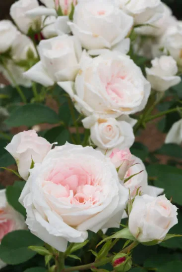Rosier 'Mme de la valliere'