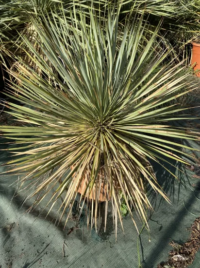 Yucca de thompson — Pot 10L