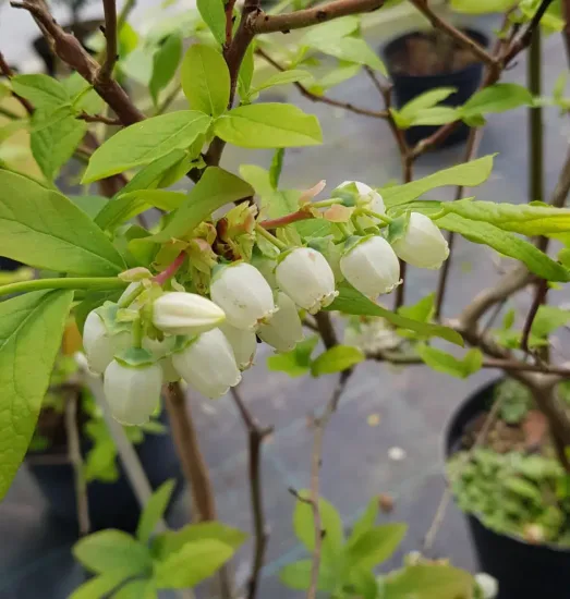 Myrtille arbustive 'Ivanhoe' (Vaccinium corymbosum)