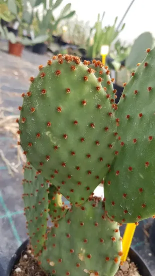 Oponce lubrifiée (Opuntia lubrica) — photo 2