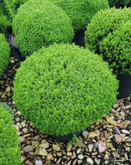 Véronique arbustive 'Green globe' (Hebe) — buisson arrondi vert vif sur graviers · Pot 3L Touffe