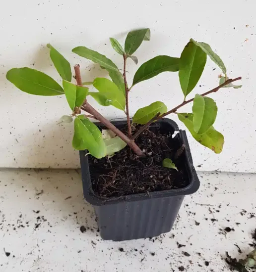 Chalef d'automne à baies rouges 'Sweet'n'sour' (Eleagnus umbellata) — jeune plant aux feuilles vertes en pot plastique · Godet