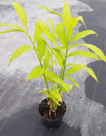 Gingembre du japon (Zinziber mioga) — jeune plant aux longues feuilles vert clair · Pot 2.5L