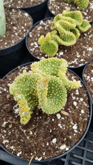 Figuier de barbarie 'Undulata' (Opuntia)