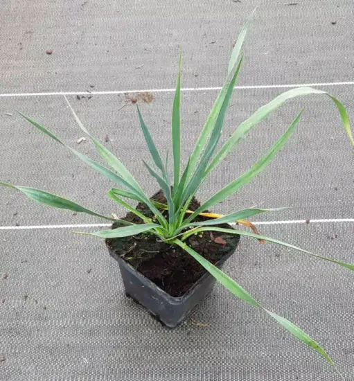 Yucca 'French flag' (Yucca filamentosa) — jeune plant vert étalé en pot plastique · Pot 1.5L