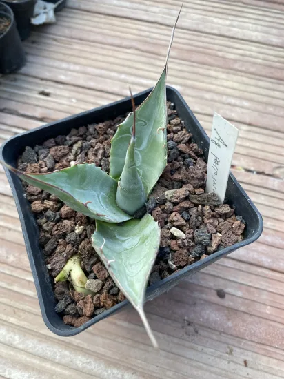 Agave  parrasana — Pot 1L