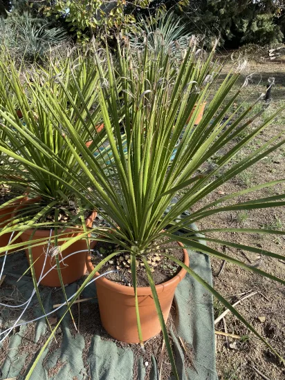Sotol luisant — Pot 20-30  L Hauteur 8…