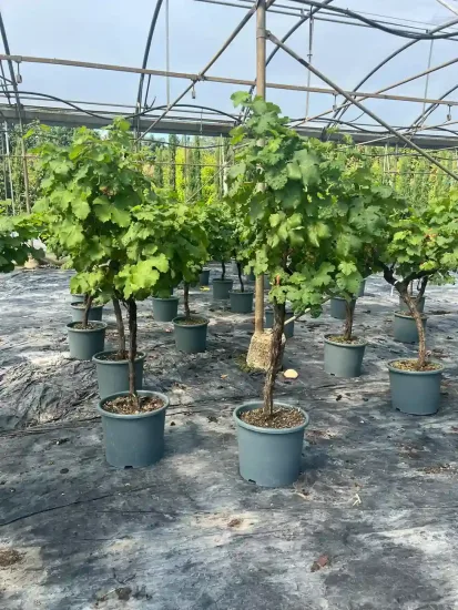 Vigne 'De table specimen rouge' (Vitis vinifera) — photo 2