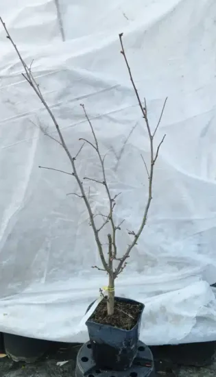 Noisetier 'Longue d'espagne' (Corylus avellana) — jeune arbuste caduc sans feuilles en pot · Pot 2.5L