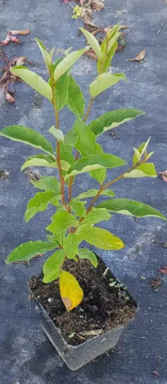 Chalef d'automne (Eleagnus umbellata) — jeune plant à feuillage vert en pot · Pot 1.5L