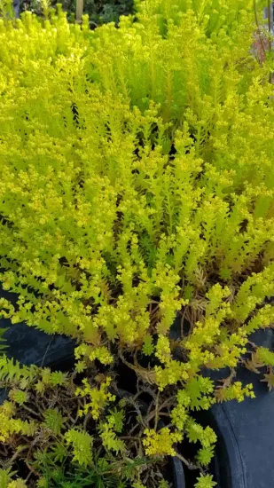 Orpin des rochers 'Yellow bouquet' (Sedum reflexum) — photo 2