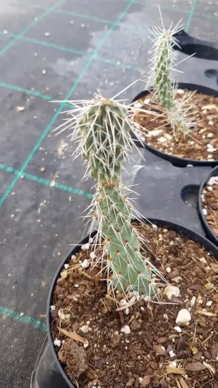 Figuier de barbarie 'Fremont' (Opuntia polyacantha) — Pot 2.5L