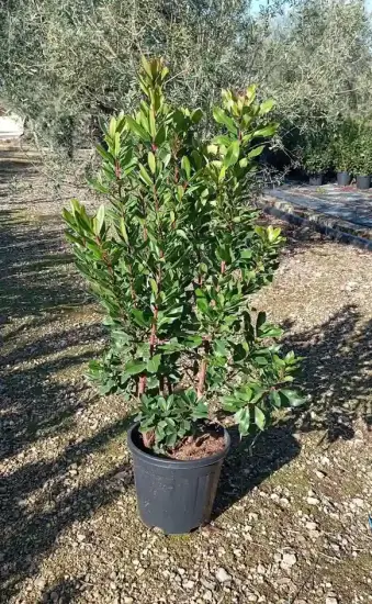 Arbousier. arbre aux fraises (Arbutus unedo) — arbuste dense au feuillage vert en pot noir · Pot 10L