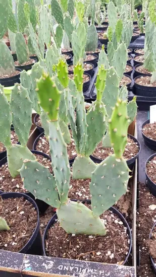 Figuier de barbarie 'Flavispina' (Opuntia phaecantha) — Pot 2.5L