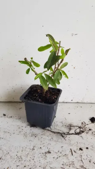 Chalef d'automne à baies rouges 'Amoroso' (Eleagnus umbellata) — jeune plant vert en pot plastique noir · Godet