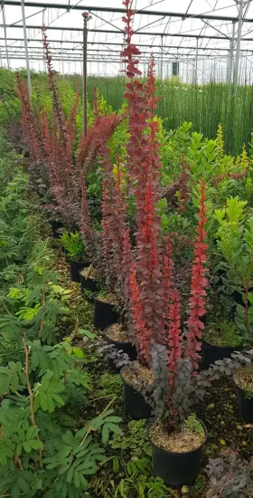 Épine-vinette 'Redtorch' (Berberis thunbergii) — rangée de jeunes arbustes rouges en pot noir · Pot 3L Touffe