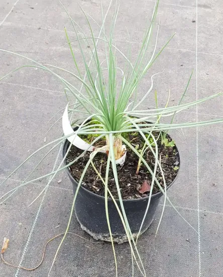 Bâton de jacob (Asphodeline lutea) — jeune plant vert aux feuilles fines dans pot noir · Pot 2.5L