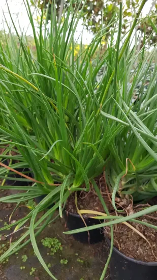 Bulbine jaune 'Yellow' (Bulbine caulescens) — touffe dense de feuilles vertes en pot · Pot 2.5L