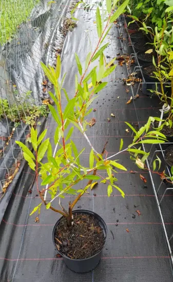 Saule à rameaux bleus (Salix irrorata) — jeune arbuste à feuilles étroites en pot · Pot 2.5L