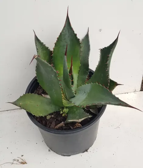 Agave de palmer (Agave palmeri) — plante succulente épineuse dans pot plastique noir · Pot 2.5L