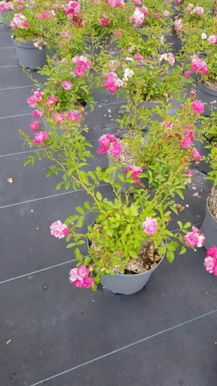 Rosier couvre-sol 'The fairy rouge' (Rosa)