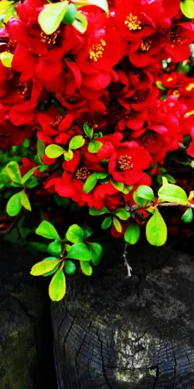 Cognassier à fleurs 'Scarlet storm'