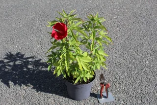 Hibiscus des marais 'Akata' (Hibiscus moscheutos) — jeune plant en pot noir avec fleur rouge · Pot 3L