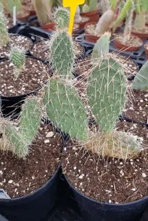 Figuier de barbarie 'Wibke' (Opuntia polyacantha) — cactus épineux en pot de pépinière · Pot 2.5L