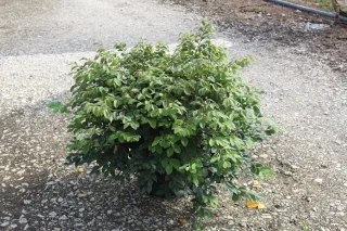 Pot 7.5L