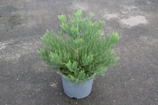Pot 15L hauteur moyenne 40/60 cm (hors pot)