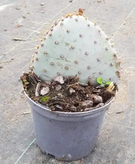 Oponce violette 'Santa rita' (Opuntia violacea) — raquette de cactus épineuse en pot plastique · Pot 2.5L