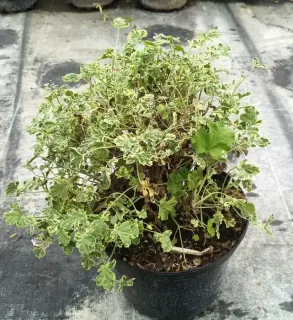 Géranium au parfum de pin maritime 'Variegatum' (Pelargonium fragrans) — touffe de feuillage panaché en pot plastique · Pot 3L