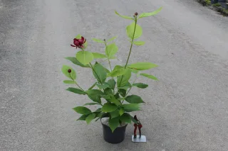 Pot 3L