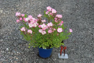 Pot 2L