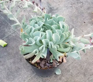 Echeveria 'Topsy turvy' (Echeveria runyonii) — succulente en rosette vert pâle en pot · Pot 2.5L