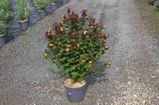 Pot 7.5L