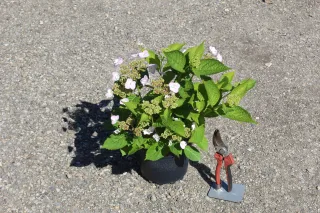 Pot 3L