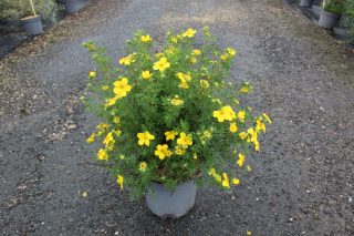 Pot 7.5L hauteur moyenne 40/50 cm (hors pot)