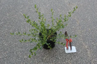 Céanothe Skylark (Ceanothus thyrsiflorus) — jeune arbuste ramifié en pot sur sol gris · Pot 2L