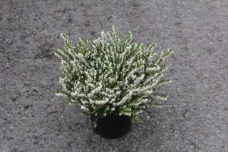 Pot 1.3L